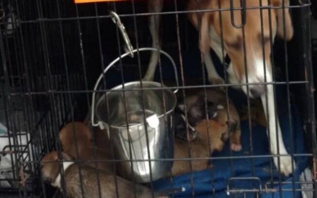 Os animais transportados por Rick provavelmente seriam sacrificados