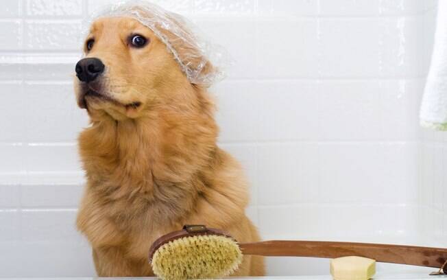 Muitos cachorros gostam de água mas morrem de medo de banho