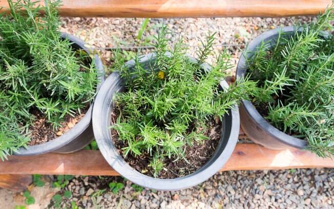 Elimine o pratinho do vaso das plantas. Você pode regar regularmente suas plantinhas sem acumular água . Foto: iStock