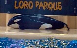 Orca sai de piscina por 10 minutos em 