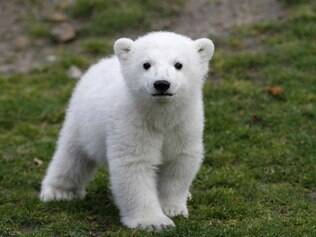 O filhote de urso polar Knut, nascido no zoológico de Berlim