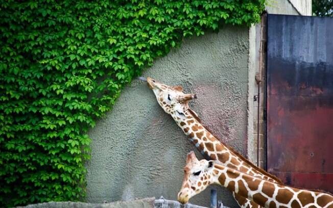 Girafas