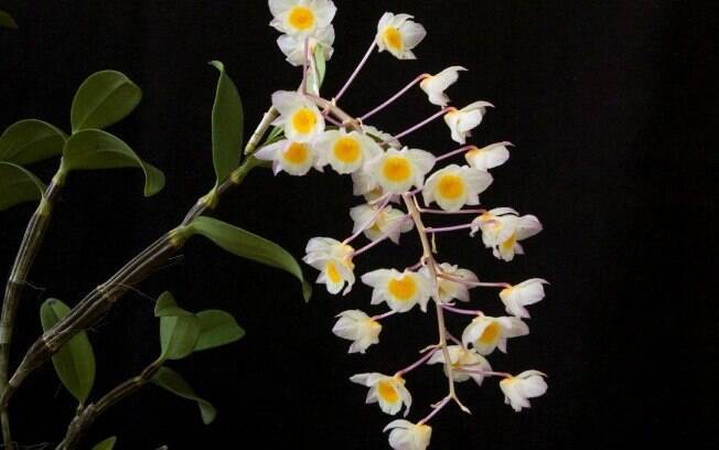 Orquídea da espécie Dendrobium bronckartii amabile