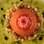 Aspic de tomate com tartar de salmão, abacate e vinagrete com água de rosas é um dos pratos de primavera do Brie Restô (SP). Foto: Divulgação/Mauro Holanda