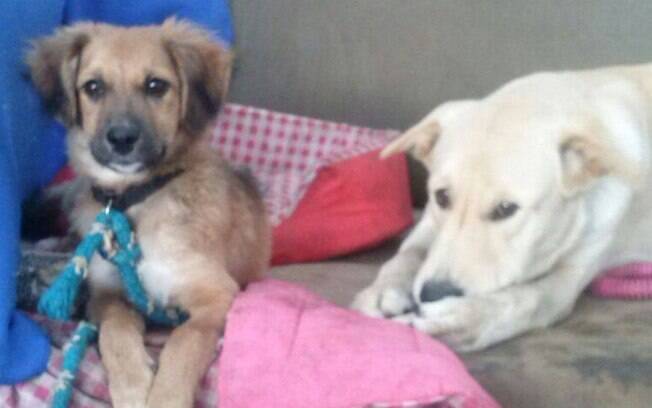 A ONG Reciclando o Planeta resgata cães abandonados