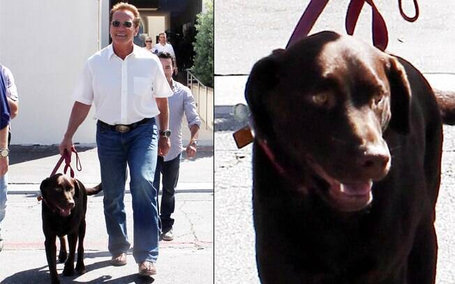 Arnold Schwarzenegger costuma levar seu Labrador para um café da tarde