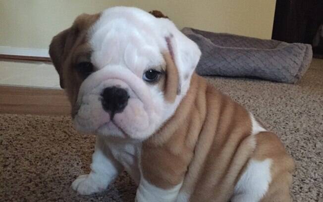 Filhote de Buldogue.