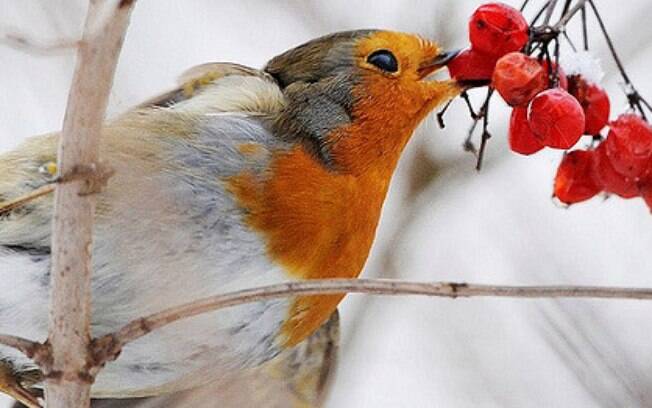 Passarinho comendo frutinha