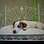 O jack russell terrier Flag adorou  o conforto da cama de ferro do hotel . Foto: Getty Images