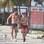 Mário Frias com a mulher Juliana e seus cachorrinhos caminham na orla da Barra da Tijuca. Foto: AgNews