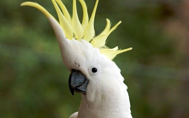 A cacatua é uma ave que está na lista dos animais exóticos que você pode ter em casa 