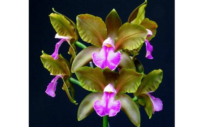 Orquídea da espécie Cattleya bicolor Alto da Serra