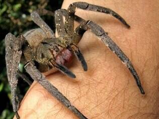 Veneno de aranha brasileira prolonga ereção em até quatro horas