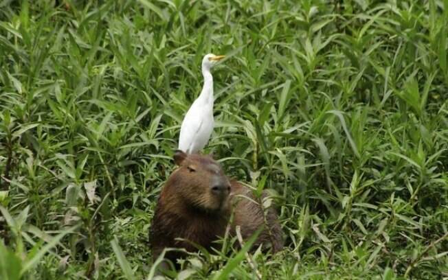 Uma garça pousada na cabecinha de uma capivara.