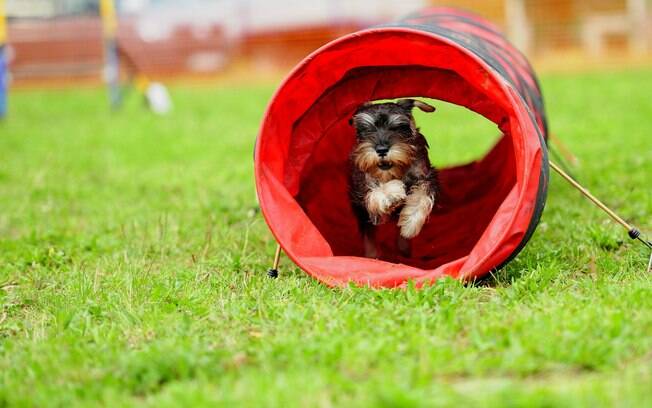 O agility para cães conta com diversos obstáculos 