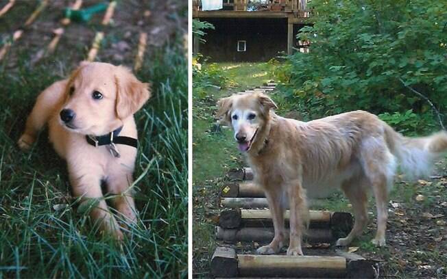 Essas são a primeira e última foto do nosso cachorro. São 16 belos anos de diferença. Um dia nos encontraremos.