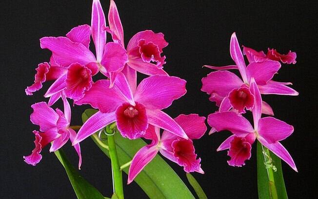 Orquídea da espécie Laelia purpurata