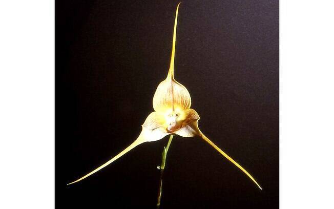 A orquídea equatoriana Dracula gigas tem formato inusitado e semelhante a um animal. A espécie deve ser cultivada em lugares úmidos