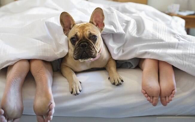 Cão deitado na cama das camas dos tutores, comportamento que pode e deve ser evitado