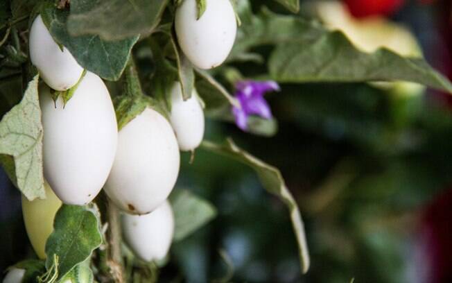 Inusitada, a planta ovo (Solanum ovigerum) tem frutos semelhantes a ovos de granja, mas não são comestíveis