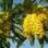 A chuva-de-ouro (Cassia ferruginea) é uma árvore brasileira, encontrada do Ceará a Minas Gerais e também nos estados do Mato Grosso do Sul e Paraná. Foto: Luis Bacher