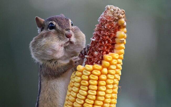 Esquilo comendo milho.