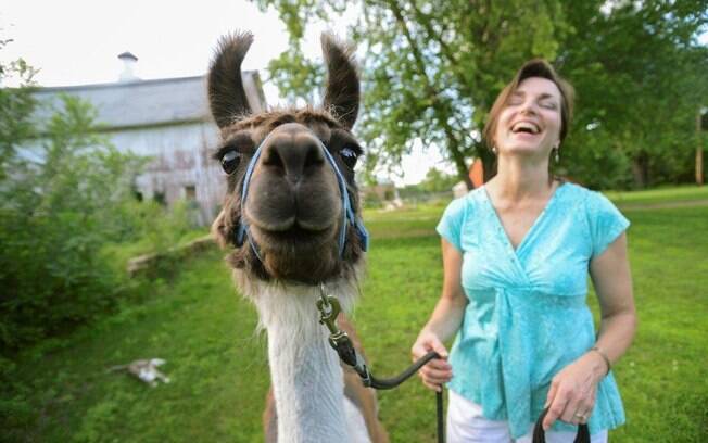 Susan Morgan com Lord Greystone, a miniatura de lhama, em sua fazenda em Hastings, Minnessota