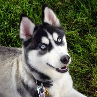 O Husky Siberiano se encaixa com o signo de cachorro gêmeos