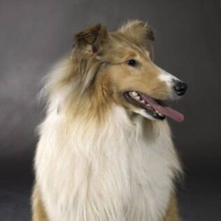 Collie Pelo Longo - undefined