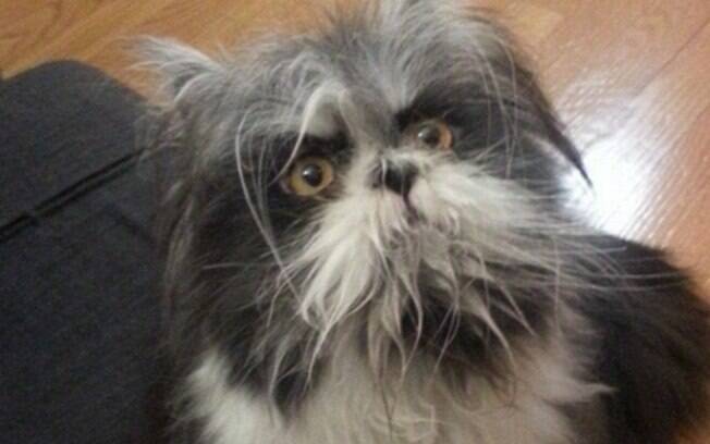 A imagem que despertou a dúvida, é gato ou cachorro? A imagem que despertou a dúvida, é gato ou cachorro?