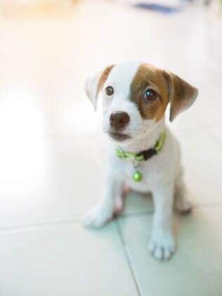 O cachorro faz xixi de excitação ou de medo