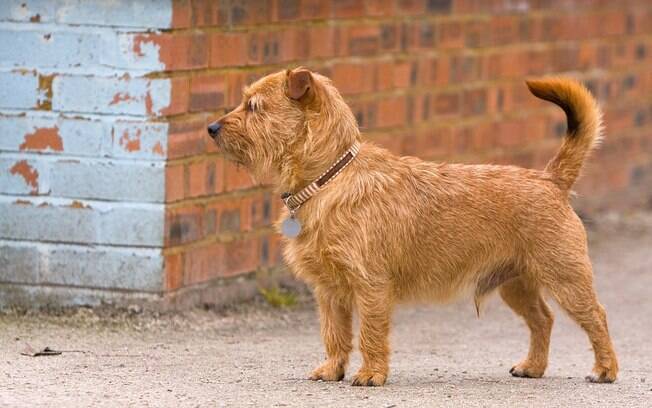 Manter no cachorro uma coleira que tenha as informações do dono é uma ótima precaução 