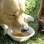 Os cães também têm uma versão da bebida, sem álcool e com sabor carne. Foto: Divulgação