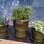 Plantas leguminosas foram usadas para compor o arranjo verde. Foto: iG São Paulo