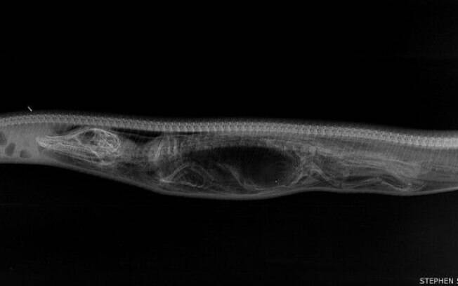 Serpente expande seu corpo para se moldar ao tamanho do jacaré