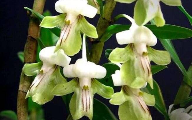 Vietnã, Tailândia, Filipinas e Indonésia são alguns dos lugares onde é possível encontrar uma orquídea Dendrobium uniflorum