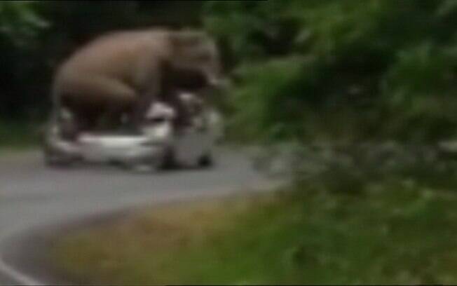 Comportamento agressivo pode significar que elefante está entrando na fase do acasalamento