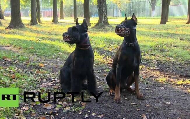 Cachorros usando focinheira
