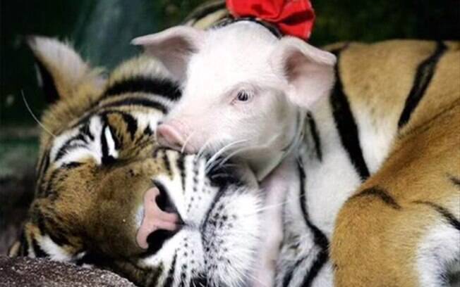 Tigresa 'adota' porquinhos, Tailândia: depressiva após perder seus filhotes, a felina adotou grupo após 'teste' dos veterinários. Foto: Reprodução/Youtube