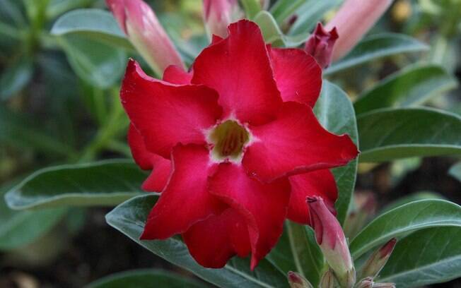 A flor rosa-do-deserto (Adenium obesum) é originada do sul da África e se encaixa na família das suculentas