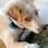 Marley foi abandonado na porta da casa de Bruna Martins dos Santos. Quem resistiria a adotar um cão com olhinhos tão pidões e carinhosos? . Foto: Arquivo pessoal