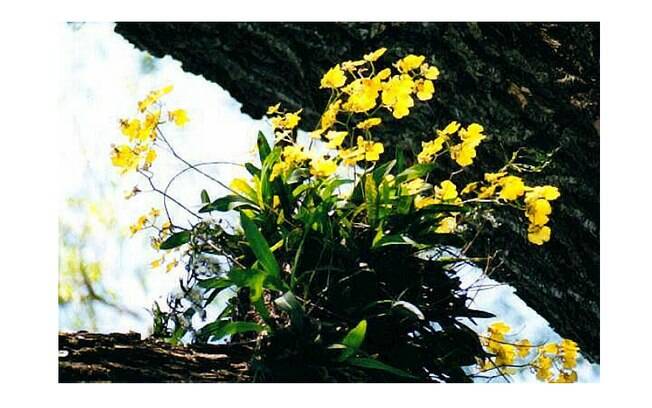 A orquídea argentina Oncidium bifolium tem florações regulares e bastante perfumadas. A espécie também integra a mostra 