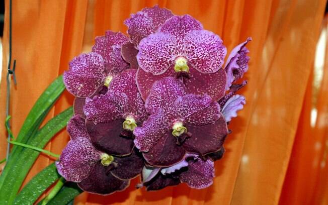 Orquídea da espécie Vanda Ratana Fuchs Delight