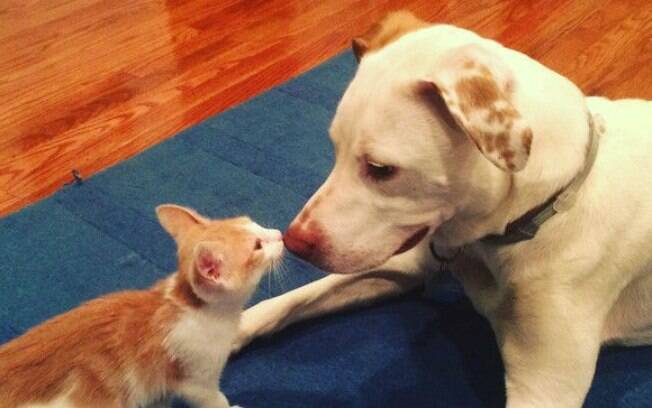 Cachorro recebe de ajuda de gatinhos