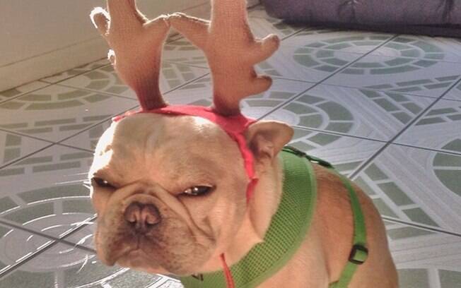 Animais que odeiam o Natal