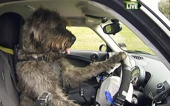 Cachorro aprendeu a dirigir carro adaptado