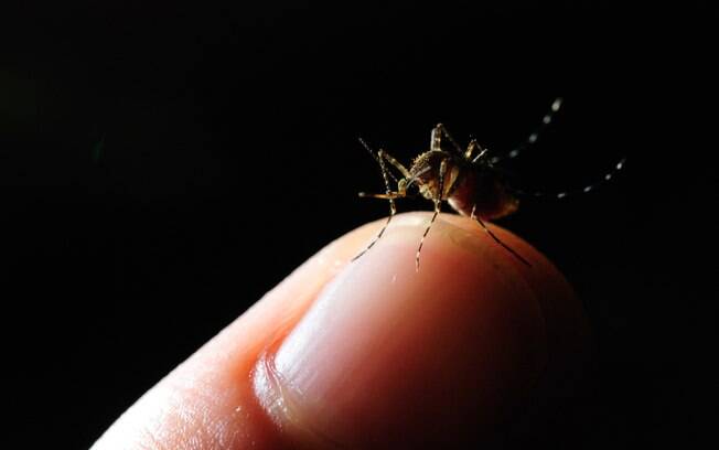 Nos laboratrios de rgo da ONU, mosquitos Aedes aegypti so esterelizados com radiao