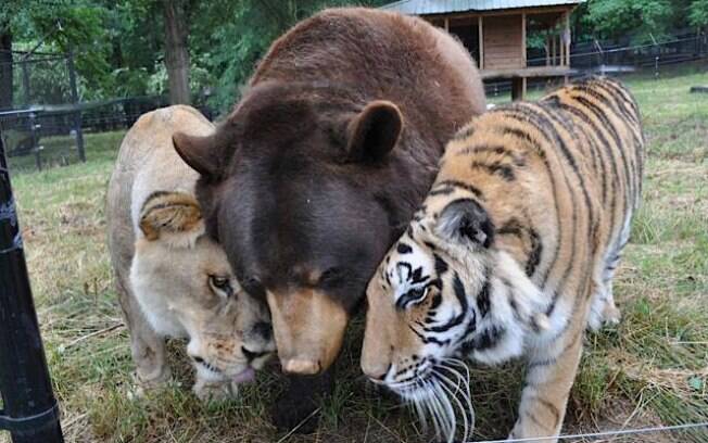 Urso, leão e tigre-de-bengala, EUA: Leo, Baloo e Shere Khan, retrospectivamente, são os únicos animais dessas espécies a compartilhar um ambiente. Foto: Reprodução/Facebook