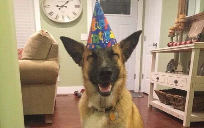 Um cachorro feliz no seu aniversário.