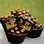 Cupcakes de cenoura. Foto: Reprodução